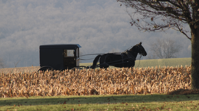 horse buggy carriage