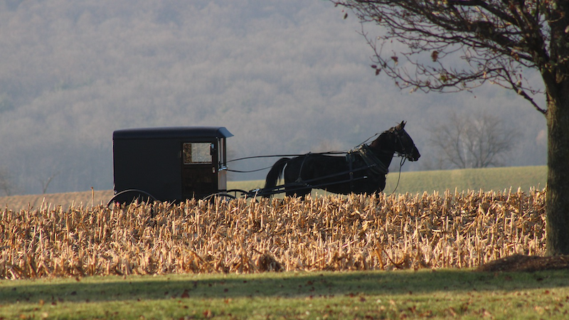 horse buggy carriage