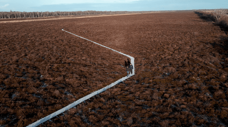 Shubiao Wu and colleague Claudia Nielson walking in the raised bog at Lille Vildmose. Credit: ESCI