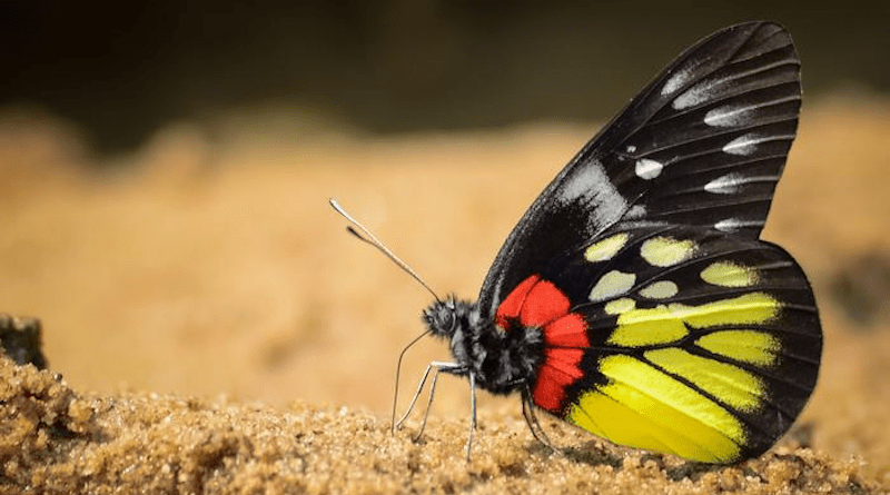 Red-base jezebel (Delias pasithoe). CREDIT: Dr Shawan Chowdhury