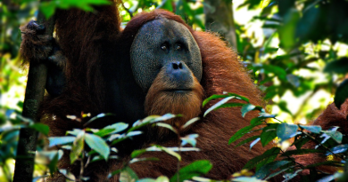 Orangutan ape