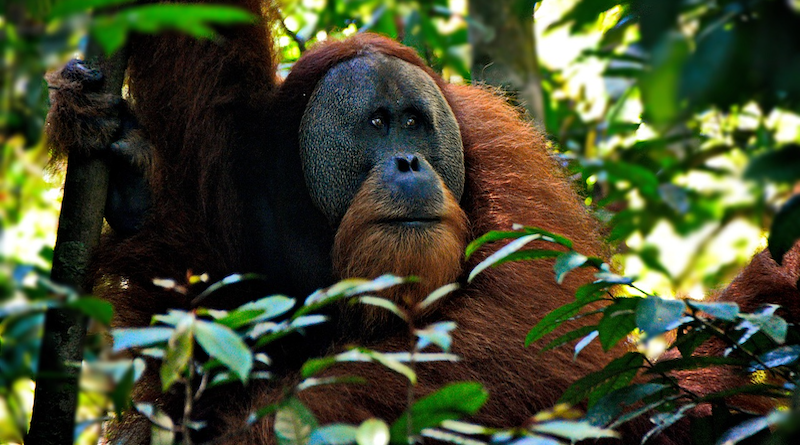 Orangutan ape