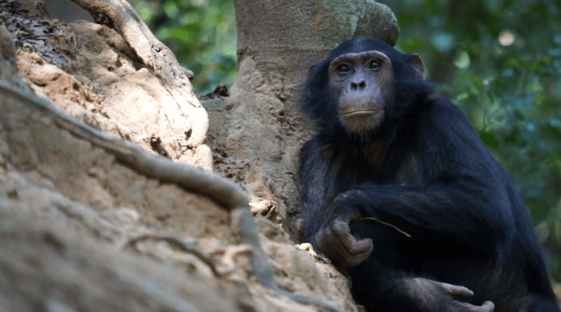 Chimp fishing for termites CREDIT: Seth Phillips