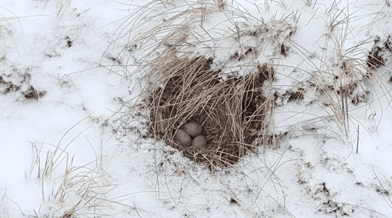 Horned Lark nest during a cold snap. CREDIT: Devin R. de Zwaan