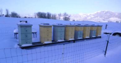 Hives in a bare cold landscape (Scott Hall) CREDIT: D. Mitchell