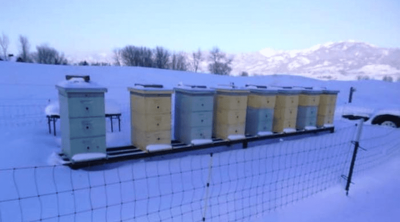 Hives in a bare cold landscape (Scott Hall) CREDIT: D. Mitchell