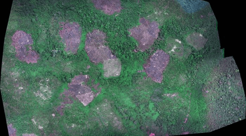 Drone image of swidden fields in rainforests of Belize, taken as part of the study of slash-and-burn agriculture impact on biodiversity. CREDIT: Photo courtesy of Sean Downey