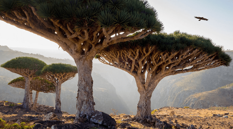 Socotra Island dragon trees. Photo Credit: Andrey Kotov200514, Wikipedia Commons