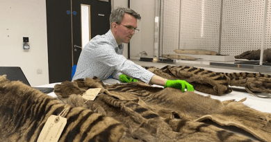The University of Cambridge’s collection of thylacines, sent from Morton Allport in 1869 and 1871, represent the UK’s biggest collection of this species known to originate from a single person. CREDIT: © University of Cambridge / Natalie Jones.