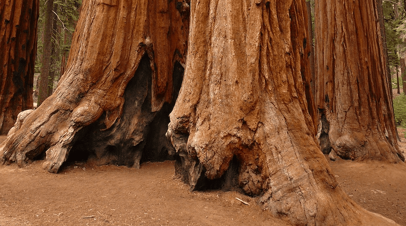 sequoias trees forest