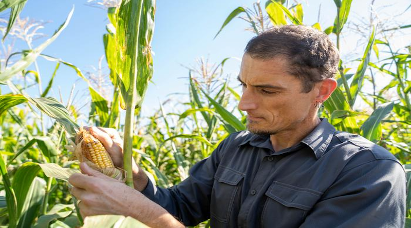 Maize (corn) is one of the world's most important staple crops and has great cultural significance for indigenous peoples in the Americas. New work by Jeffrey Ross-Ibarra at UC Davis and international colleagues shows how maize was domesticated from two wild varieties. CREDIT: Sasha Bakhter, UC Davis