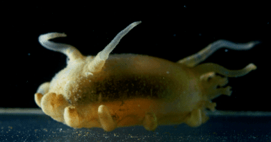 The fascinating world of bioluminescence in sea cucumbers revealed in a new book. The photo shows Scotoplanes sp. also known as sea pig. (Image: Manabu Bessho-Uehara, Nagoya University)