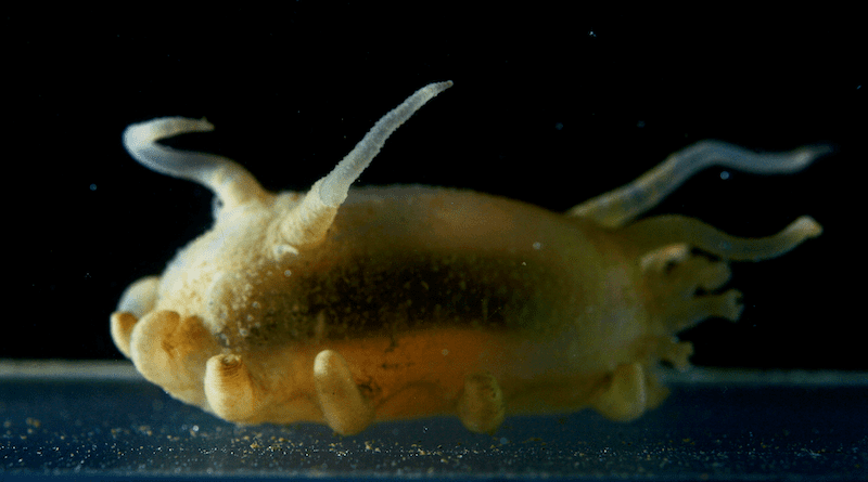 The fascinating world of bioluminescence in sea cucumbers revealed in a new book. The photo shows Scotoplanes sp. also known as sea pig. (Image: Manabu Bessho-Uehara, Nagoya University)