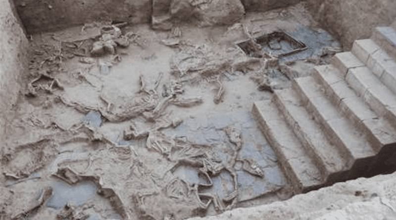 Sacrificed equids from the courtyard of Casas del Turuñuelo site (Badajoz, Spain). Iron Age Tartessian Culture. Yard discovered and excavated since 2017. CREDIT: Construyendo Tarteso,