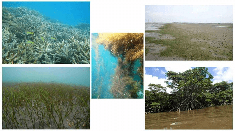 Examples of shallow-water ecosystems CREDIT: Moki et al., 2023, PLOS Climate, CC-BY 4.0