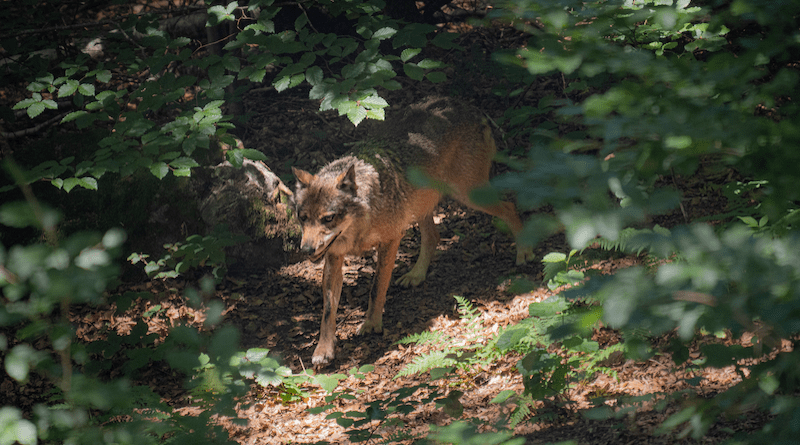 Grey wolf (Canis lupus) in its preferred habitat (photo: Jan Zwilling/Leibniz-IZW)