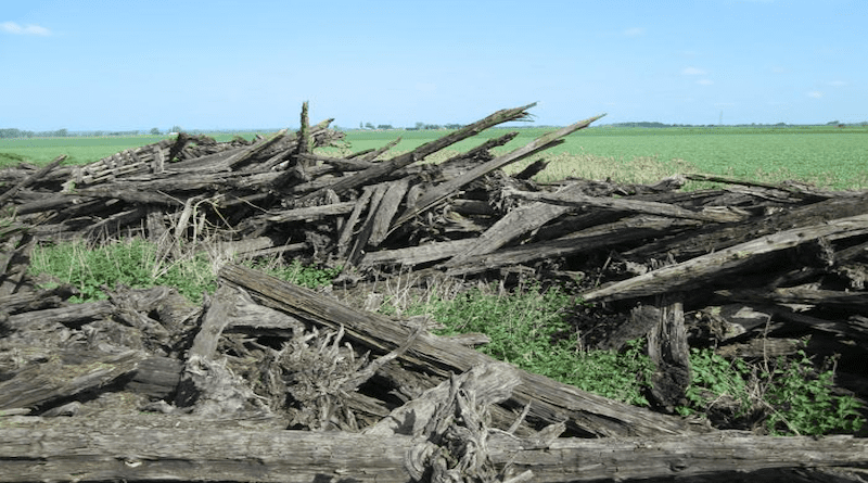 Scientists from the University of Cambridge studied hundreds of tree trunks, dug up by Fenland farmers while ploughing their fields. The team found that most of the ancient wood came from yew trees that populated the area between four and five thousand years ago. CREDIT: Tatiana Bebchuk