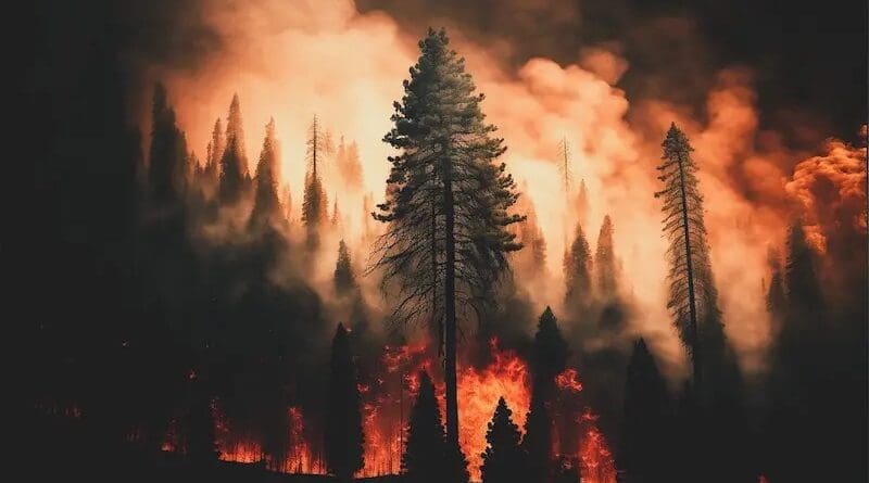 wildfire forest