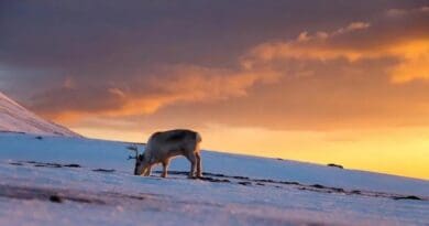 A reindeer in Svalbard, Norway, grazes for lichens in the snow during the low light of winter. CREDIT: Photo by Espen Bergersen