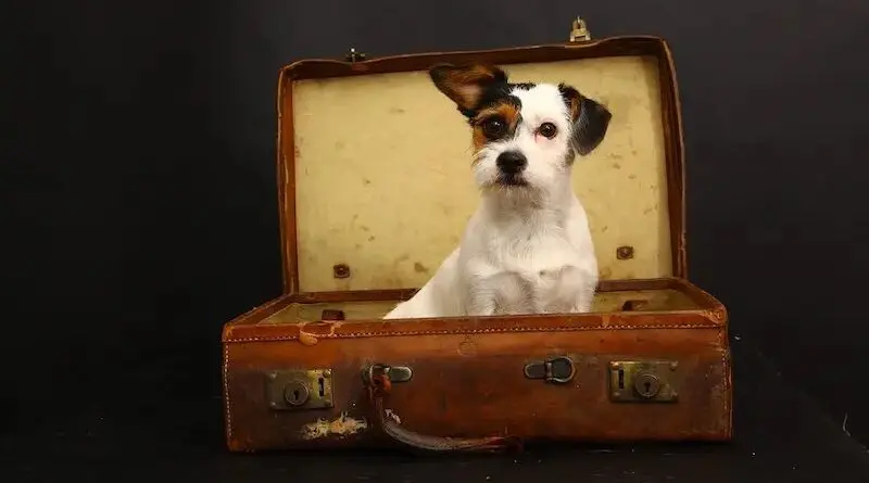 dog travel luggage suitcase