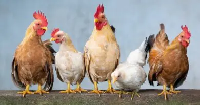 chickens roosters hens