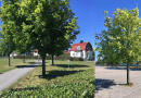 Studied horse chestnut trees growing in environments with a high and low degree of paving. CREDIT: Janina Konarska