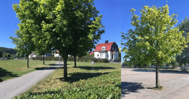 Studied horse chestnut trees growing in environments with a high and low degree of paving. CREDIT: Janina Konarska