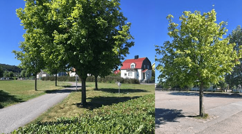 Studied horse chestnut trees growing in environments with a high and low degree of paving. CREDIT: Janina Konarska