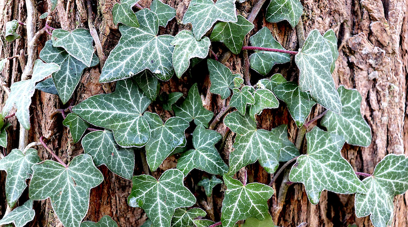 ENGLISH IVY Plant