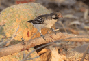 A male greater honeyguide on a branch searches for wax. CREDIT: Brian Wood