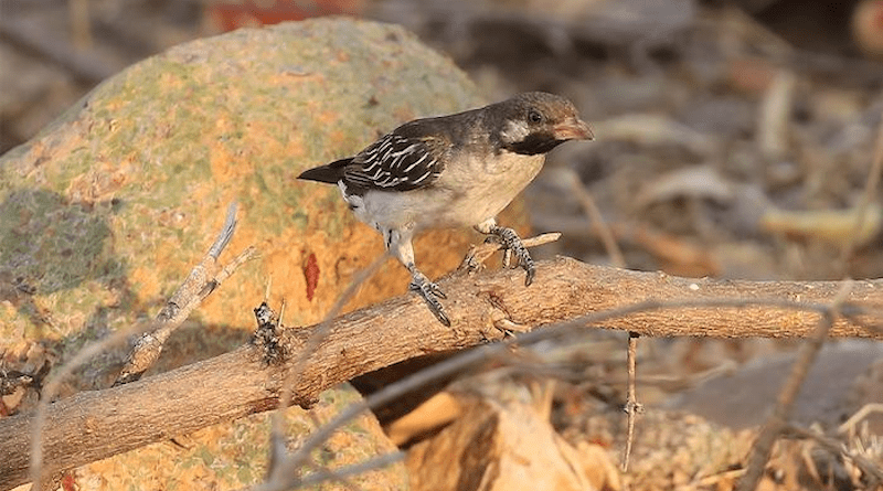 A male greater honeyguide on a branch searches for wax. CREDIT: Brian Wood