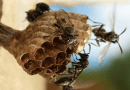 Social wasps of the species Mischocyttarus metathoracicus did not distinguish between healthy nestmates and individuals infected by the fungus Beauveria bassiana, which can kill entire colonies CREDIT: André R. de Souza