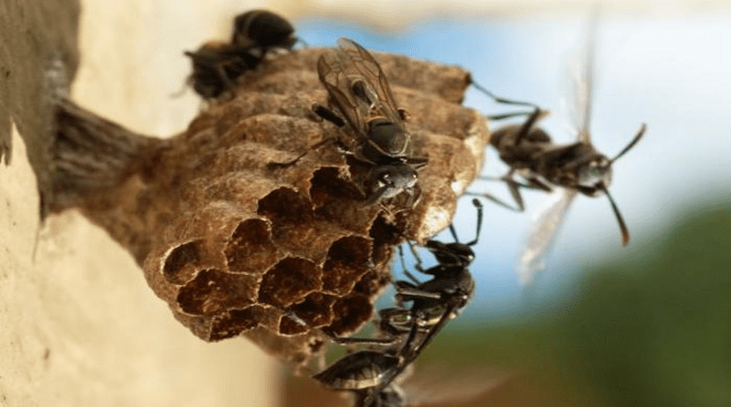 Social wasps of the species Mischocyttarus metathoracicus did not distinguish between healthy nestmates and individuals infected by the fungus Beauveria bassiana, which can kill entire colonies CREDIT: André R. de Souza