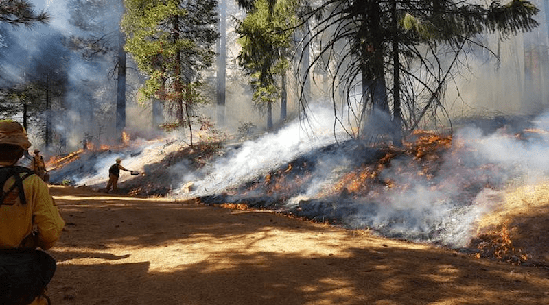 UC Berkeley’s Blodgett Forest Research Station is the home of an ongoing, 20-year study investigating the impacts of prescribed fire and restoration thinning on forest health and wildfire risk in the Sierra Nevada. Scroll through the slideshow to show how these treatments have transformed different corners of the forest over the past two decades. CREDIT: Ariel Roughton/UC Berkeley