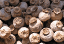 Poppy seed pods Photo Credit: Zyance, Wikipedia Commons