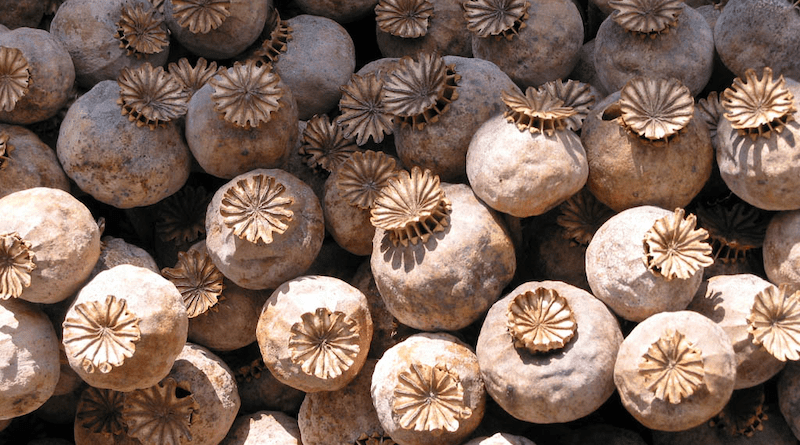 Poppy seed pods Photo Credit: Zyance, Wikipedia Commons