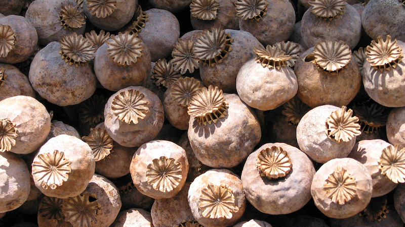 Poppy seed pods Photo Credit: Zyance, Wikipedia Commons