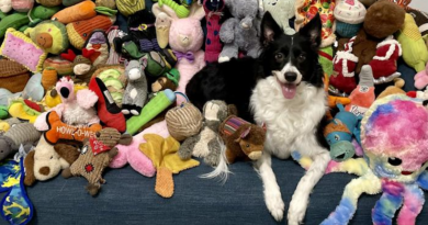 Basket, 5 -year-old, female, Border Collie from Texas, USA. She knows the names of over 50 toys. CREDIT Photo: Elle Baumgartel