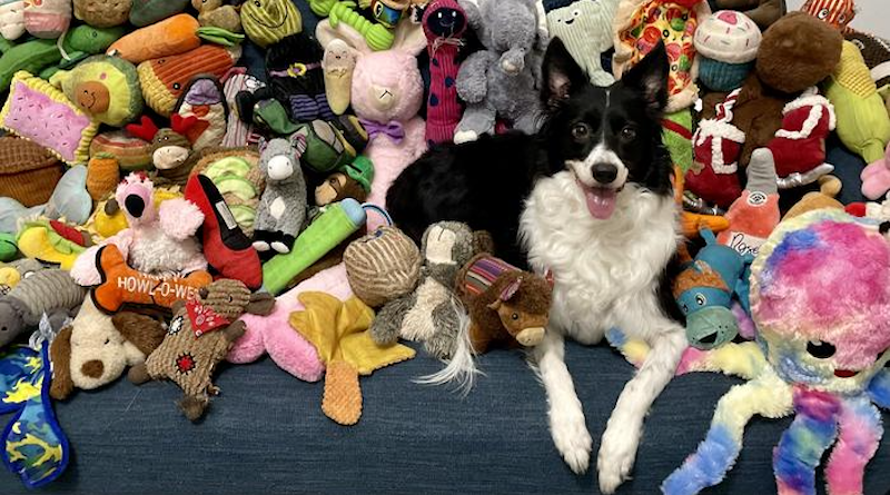 Basket, 5 -year-old, female, Border Collie from Texas, USA. She knows the names of over 50 toys. CREDIT Photo: Elle Baumgartel
