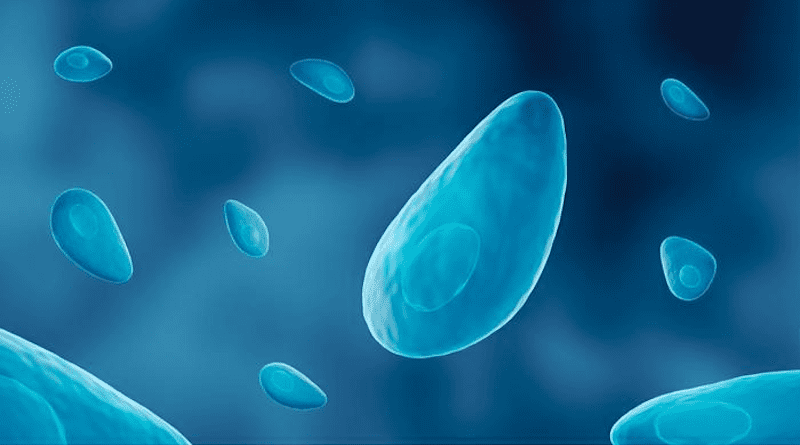 The research was conducted with the intracellular pathogen Toxoplasma as the model parasite. CREDIT: Illustration courtesy the Science Photo Library