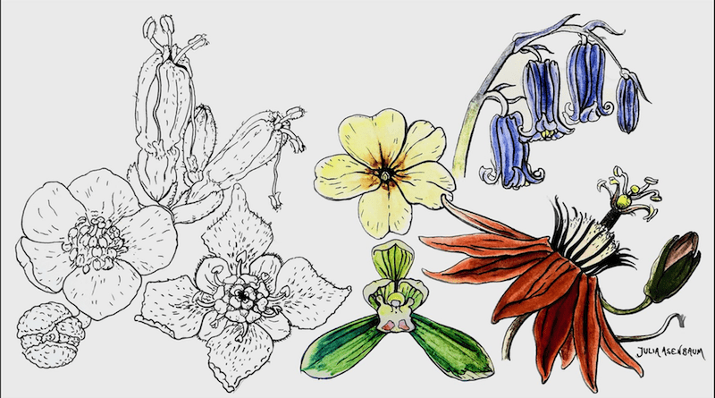 In black and white: three fossil flowers from the Early Cretaceous (Glandulocalyx, Normanthus,Platydiscus; enlarged). In colour: four present-day species (Cymbidium, Primula,Hyacinthoides, and Passiflora) C: Julia Asenbaum