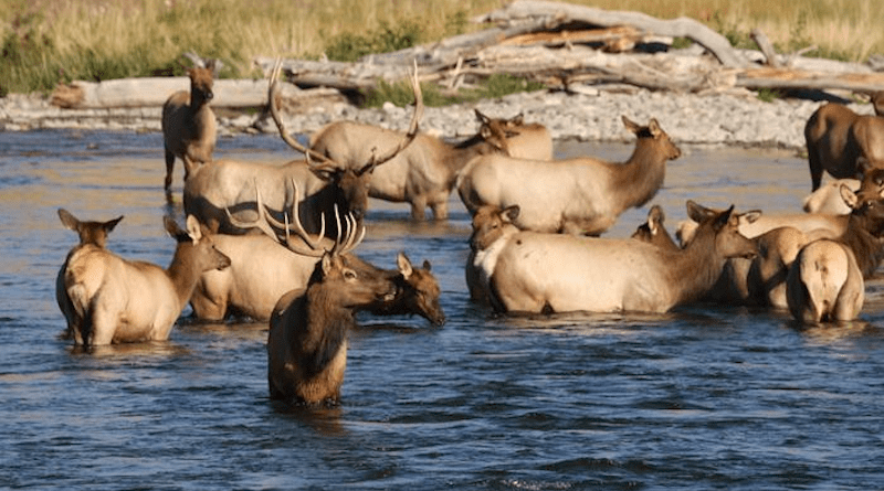 A group of elk stand in the water at Yellowstone National Park. A UC Davis study notes the need to not take a one-size-fits-all approach to managing species, including elk, amid a changing climate. CREDIT: Daniel Karp, UC Davis
