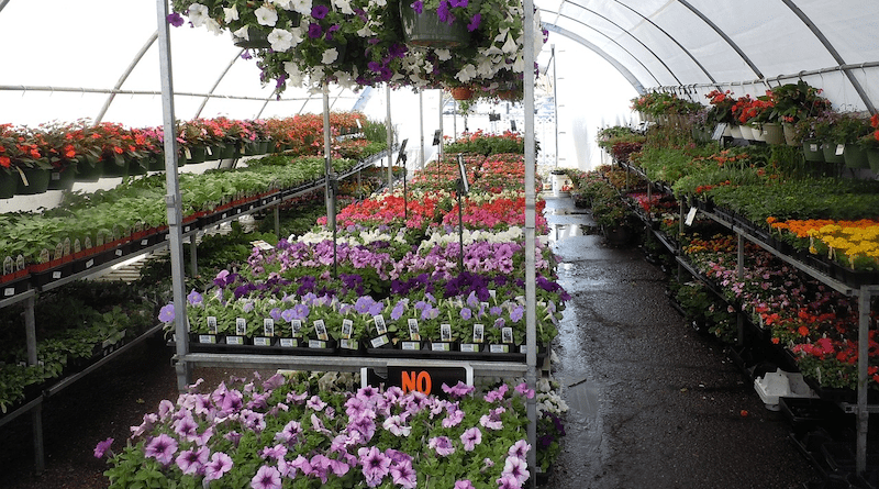 plants garden nursery flowers