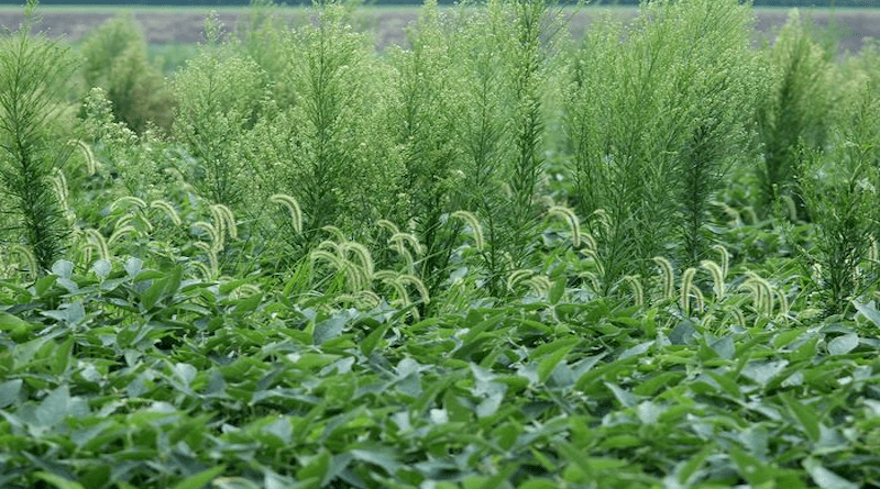 A new PNAS Nexus study from USDA ARS and Crop Sciences researchers from the University of Illinois found glyphosate, when used alone, became up to 32% less effective within a decade of its introduction. The combination of glyphosate with a pre-emergence herbicide, however, was still effective. CREDIT: University of Illinois