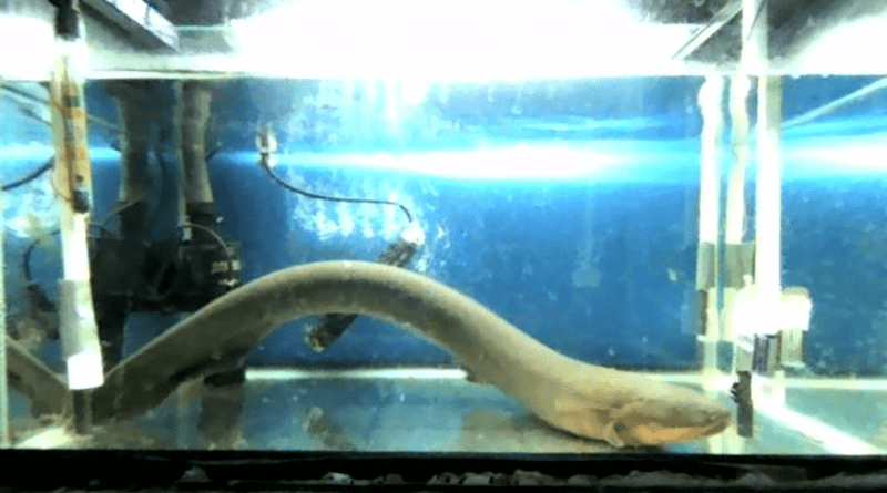 Researchers discovered that electric eels, the biggest power-making creature on Earth, can release enough electricity to genetically modify small fish larvae. CREDIT: Shintaro Sakaki