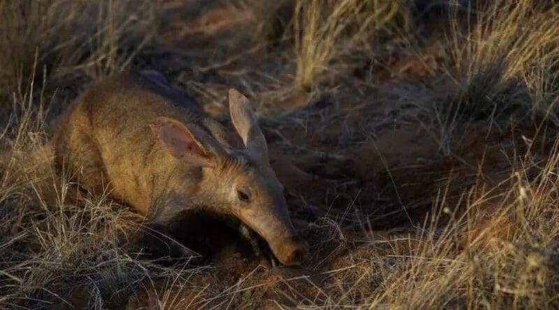 Aardvark in Africa CREDIT: Peter Buss
