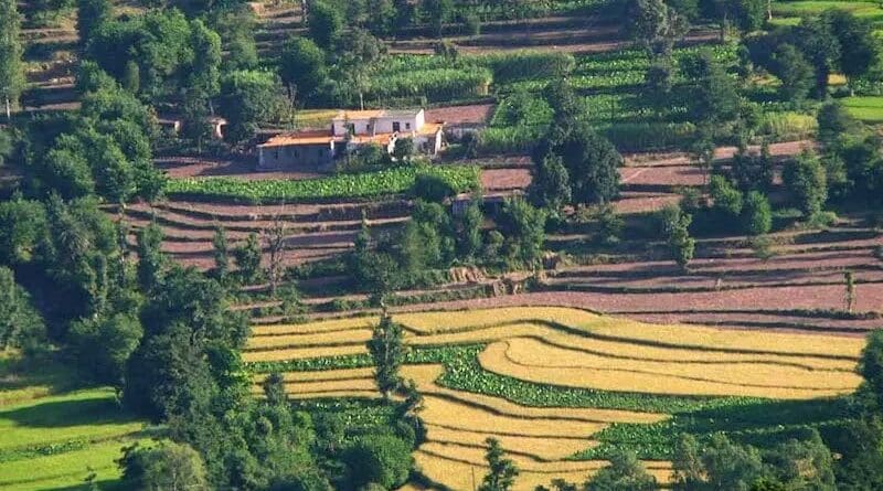 Terrace farming in Himachal Pradesh, India. Photo Credit: Koshy Koshy, Wikipedia Commons