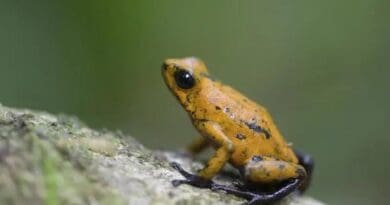 The Diablito poison dart frog, Oophaga sylvatica, is native to Colombia and Ecuador CREDIT: Marie-Therese Fischer (CC BY 4.0)