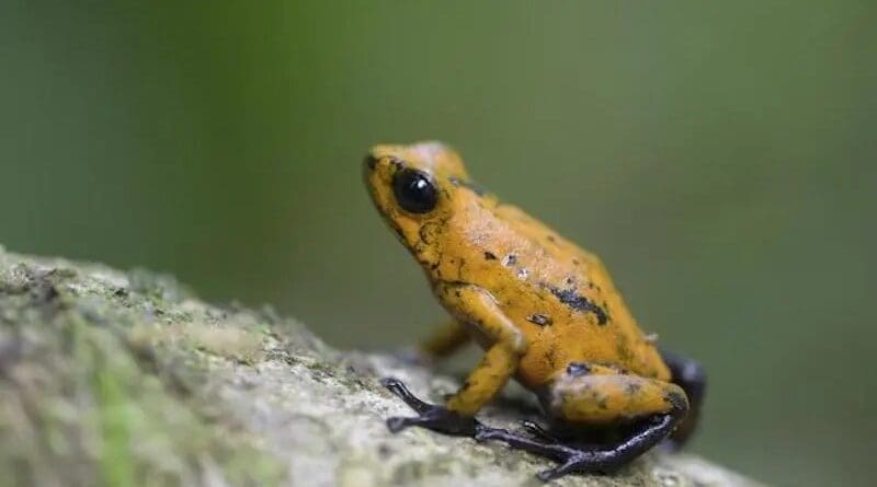 The Diablito poison dart frog, Oophaga sylvatica, is native to Colombia and Ecuador CREDIT: Marie-Therese Fischer (CC BY 4.0)