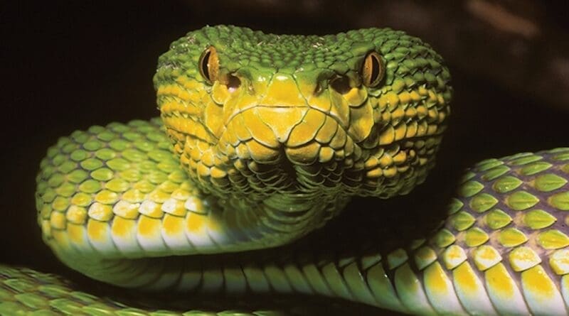 A specimen of Trimeresurus ayeyarwadyensis from the Yangon Region, Myanmar. Credit Wolfgang Wüster